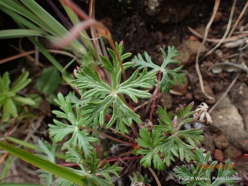 Geranium drakensbergense, photograph 5