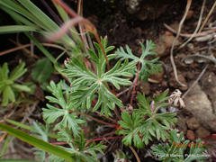Geranium drakensbergensis