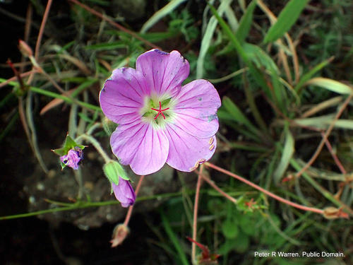 Geranium drakensbergense, photograph 6