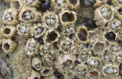 Chthamalus dentatus
