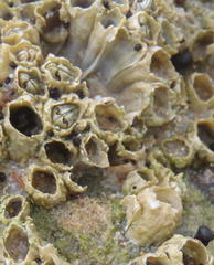 Chthamalus dentatus