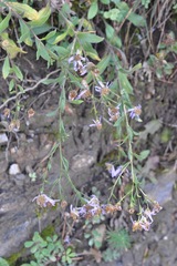 Aster amellus