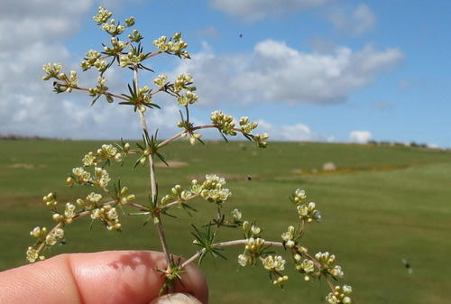 Asparagus Muggiegrass (Adenogramma teretifolia)