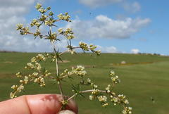 Adenogramma teretifolia