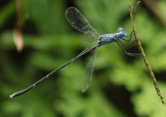 Lestes dorothea