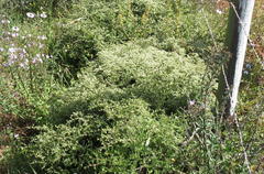 Adenogramma teretifolia