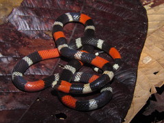 Micrurus lemniscatus