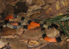 Micrurus spixii