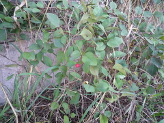 Cotoneaster multiflorus