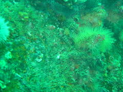 Chalaroderma ocellata
