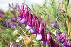 Vicia eriocarpa