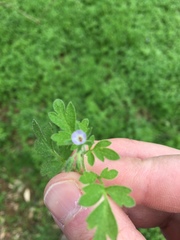 Phacelia covillei