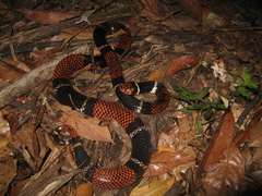 Micrurus surinamensis