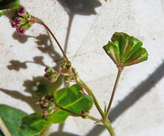 Boerhavia erecta
