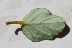 Boerhavia erecta