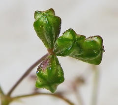 Boerhavia erecta