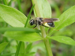 Stratiomys