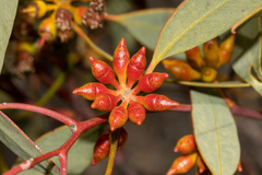 Eucalyptus yalatensis