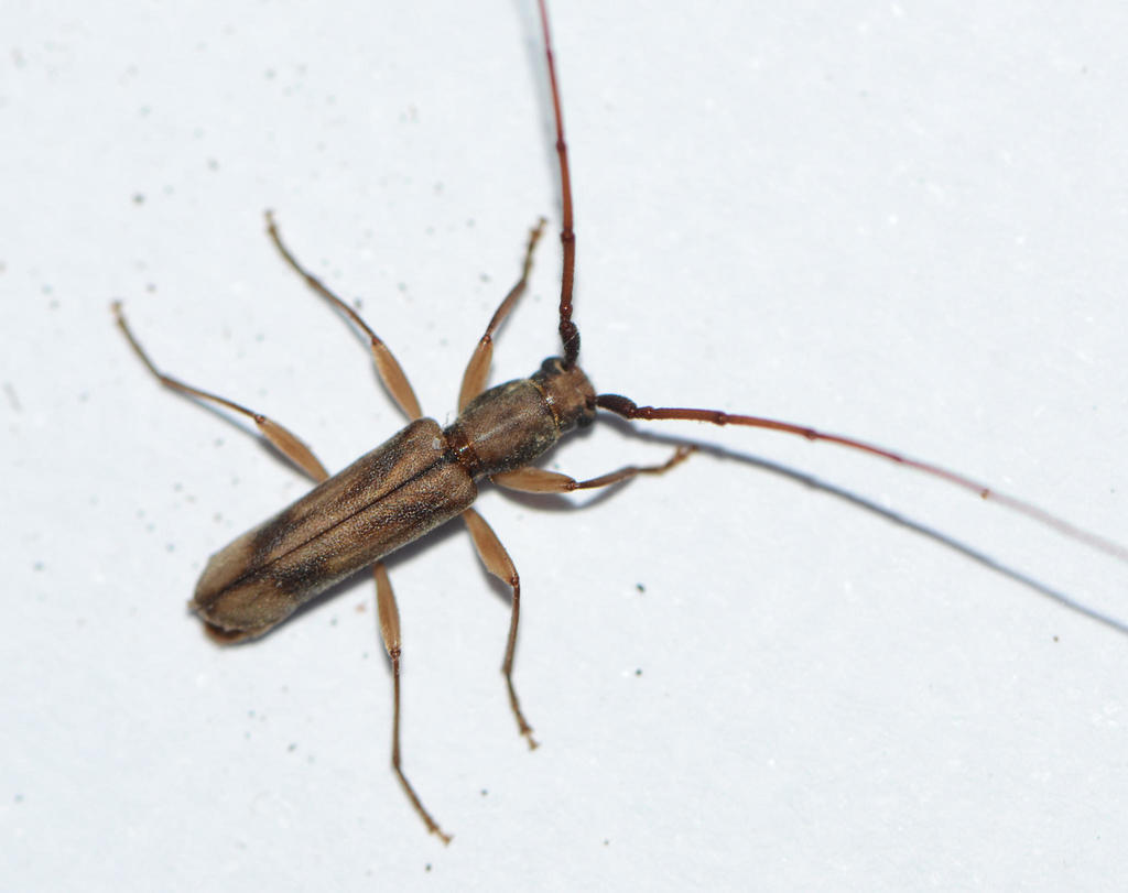 Pelossus apicalis