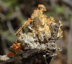 Teloschistes hypoglaucus