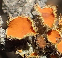 Teloschistes hypoglaucus