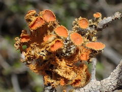Teloschistes hypoglaucus