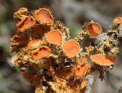 Teloschistes hypoglaucus