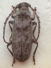 Taurotagus impressus