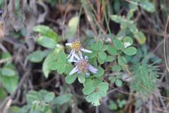 Aster amellus