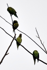 Psittacula longicauda