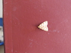 Eurythmus bryophiloides