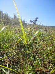 Cyperus orthostachyus