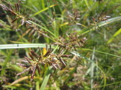 Cyperus orthostachyus