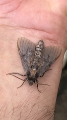 Lapara coniferarum