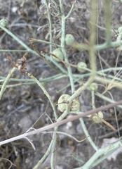 Antistrophus pisum