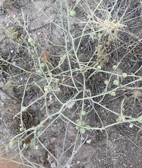 Antistrophus pisum