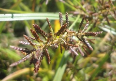 Cyperus orthostachyus