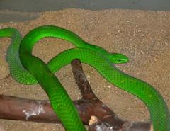 Dendroaspis angusticeps