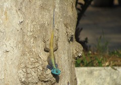 Acanthocercus atricollis