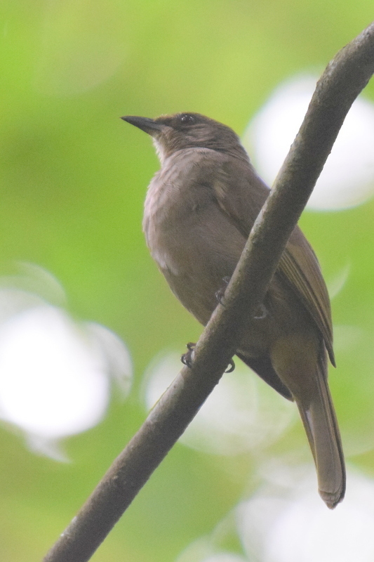 Olive-Winged Bulbul