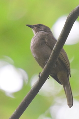 Olive-Winged Bulbul photo 1