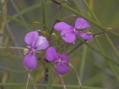 Stylidium scandens