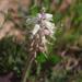 Lachenalia stayneri - Photo (c) Alan Horstmann, some rights reserved (CC BY-NC), uploaded by Alan Horstmann