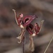 Zebra Orchid - Photo (c) Dustyn and Catherine, some rights reserved (CC BY-NC), uploaded by Dustyn and Catherine