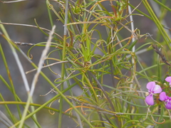 Stylidium scandens