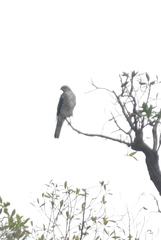 Accipiter gularis
