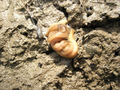 Bipalium adventitium