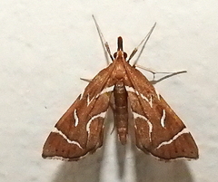 Panotima angularis