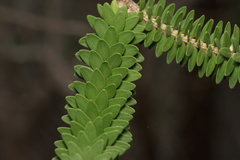 Melaleuca diosmifolia