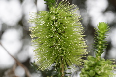 Melaleuca diosmifolia